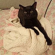 Chatont a rejoint le concours — aidez-le/la à gagner de superbes lots ! black_cat, cat, blanket, couch, floral_pattern, furniture, indoor, pet, resting, sock, soft_texture,  upholstery, yellow_eyes, cozy, relaxed, animal, domestic_cat, fur, home, comfort