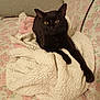 black_cat, cat, blanket, couch, floral_pattern, furniture, indoor, pet, resting, sock, soft_texture,  upholstery, yellow_eyes, cozy, relaxed, animal, domestic_cat, fur, home, comfort