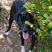 Vagabond participe au concours pour gagner de l'argent avec cette photo : dog, black_dog, white_paws, outdoor, nature, rocks, path, greenery, yellow_flowers, tongue_out, pet, canine, animal, leaves, bush, sunlight, hiking, adventure, happy, walking