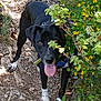 dog, black_dog, white_paws, outdoor, nature, rocks, path, greenery, yellow_flowers, tongue_out, pet, canine, animal, leaves, bush, sunlight, hiking, adventure, happy, walking