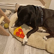 Vagabond a rejoint le concours — aidez-le/la à gagner de superbes lots ! animal, black_dog, canine, collar, corner, cozy, dog, dog_toy, flooring, indoor, pet, pet_bed, playful, relaxed, resting, scratching_post, tennis_ball, toy_pizza, white_paws, wood_floor