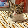 kitten, cat, pet, indoor, bedspread, striped, fur, whiskers, ears, eyes, pink_nose, curious, young_cat, animal, feline, resting, closeup, domestic_cat, cute, cozy