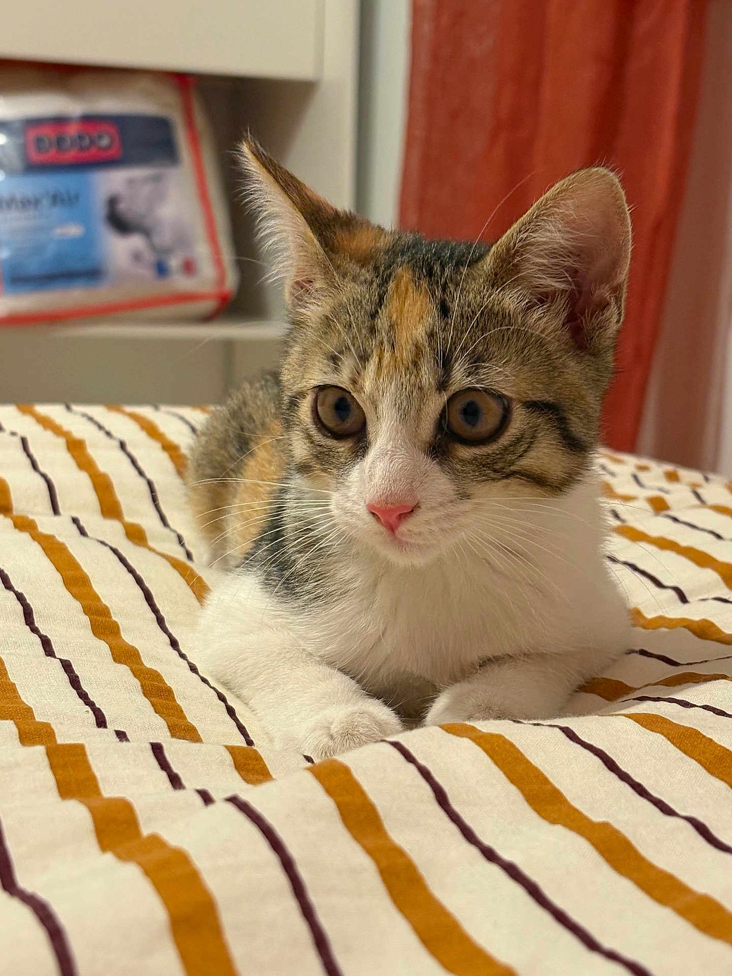 Atchoum a rejoint le concours — aidez-le/la à gagner de superbes lots ! kitten, cat, pet, indoor, bedspread, striped, fur, whiskers, ears, eyes, pink_nose, curious, young_cat, animal, feline, resting, closeup, domestic_cat, cute, cozy