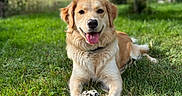 Ava participe au concours pour gagner de l'argent avec cette photo : dog, golden_retriever, grass, toy, outdoor, sunny, tree, smiling, pet, nature, playful, animal, canine, happy, grass_field, daytime, tongue_out, fur, lying_down, mammal
