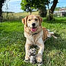 animal, canine, daytime, dog, fur, golden_retriever, grass, grass_field, happy, lying_down, mammal, nature, outdoor, pet, playful, smiling, sunny, tongue_out, toy, tree