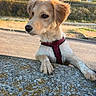 Ava a rejoint le concours — aidez-le/la à gagner de superbes lots ! puppy, dog, young_dog, red_harness, curious, outdoor, sunlight, stone_surface, street, grass, house, residential_area, ears, fur, pet, animal, daylight, nature, canine, muzzle