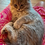 Appolon participe au concours pour gagner de l'argent avec cette photo : kitten, cat, pet, fluffy, gray, lap, person, clothing, pink, patterned, wooden_floor, carpet, indoor, cute, fur, animal, relaxed, sitting, cozy, home