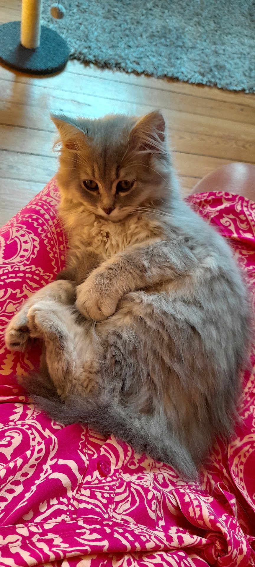 Appolon participe au concours pour gagner de l'argent avec cette photo : kitten, cat, pet, fluffy, gray, lap, person, clothing, pink, patterned, wooden_floor, carpet, indoor, cute, fur, animal, relaxed, sitting, cozy, home