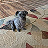 dog, pet, indoor, carpet, rug, living_room, wood_floor, brick_fireplace, plant, furniture, curious, sitting, fur, canine, cozy, decor, home, animal, cute, small_dog