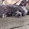 Midnight joined the competition — help win amazing prizes! dog, sleeping, couch, blanket, pet, indoor, cozy, fur, relaxed, resting, home, comfortable, animal, paw, ear, snout, domestic, furniture, nap, cute