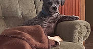 Midnight is registered to the contest to win money with this photo: armchair, blanket, brown_blanket, collar, cozy, dog, fur, indoor, living_room, paw, pet, portrait, recliner, relaxed, sitting, small_dog, sofa_chair, upholstery, wall, wood_paneling