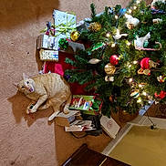 Rusty is registered to the contest to win money with this photo: cat, orange_tabby, christmas_tree, ornaments, gifts, carpet, indoor, holiday, decorations, playing, pet, festive, lights, ribbon, box, bag, home, feline, animal, surprised