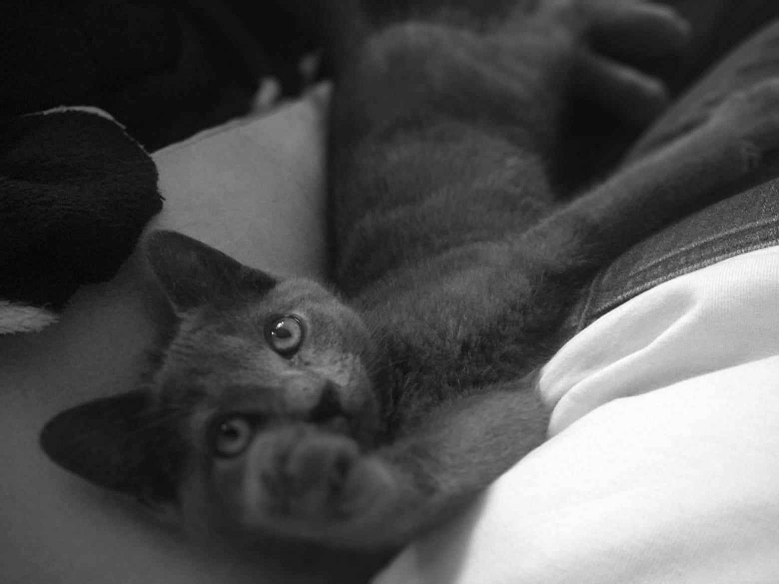 Aryah a rejoint le concours — aidez-le/la à gagner de superbes lots ! black_cat, carnivore, cat, claw, comfort, darkness, domestic_short_haired_cat, ear, felidae, fur, gesture, grey, monochrome, monochrome_photography, paw, russian_blue, small_to_medium_sized_cats, snout, whiskers, wildlife