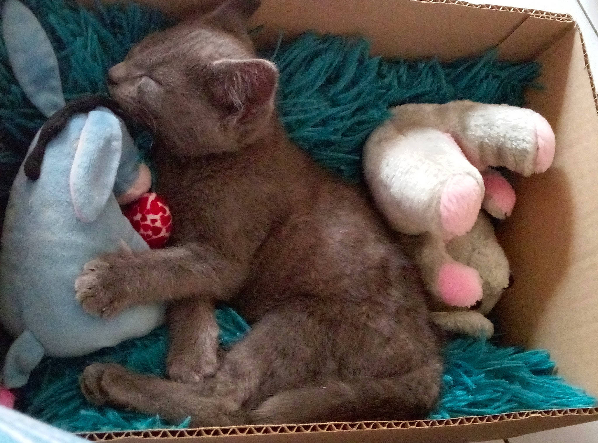 Aryah participe au concours pour gagner de l'argent avec cette photo : carnivore, cat, claw, comfort, domestic_short_haired_cat, fang, fawn, felidae, fur, nail, nap, paw, pink, small_to_medium_sized_cats, snout, tail, toy, whiskers, wool, woolen