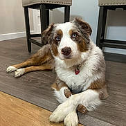 Penelope joined the competition — help win amazing prizes! dog, indoor, floor, wood_floor, crossed_paws, toy, brown_white_fur, blue_eyes, collar, pet, relaxed, furniture, chair, home, domestic_animal, cute, looking_up, mammal, animal, companion