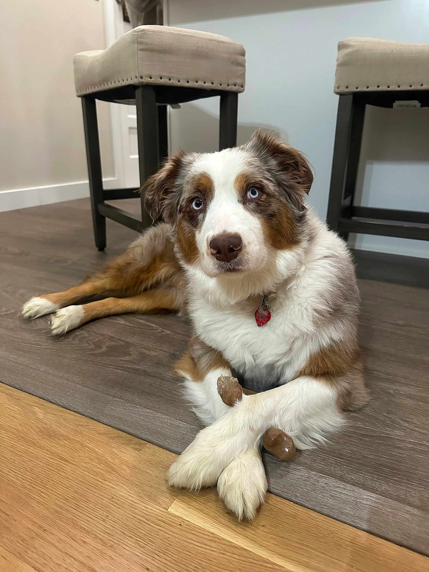 Penelope joined the competition — help win amazing prizes! dog, indoor, floor, wood_floor, crossed_paws, toy, brown_white_fur, blue_eyes, collar, pet, relaxed, furniture, chair, home, domestic_animal, cute, looking_up, mammal, animal, companion