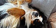 Tillo participe au concours pour gagner de l'argent avec cette photo : dog, canine, pet, lying_down, fluffy, tricolor, couch, pillow, cozy, relaxed, indoor, fur, paw, nose, ears, face, home, comfort, resting, animal