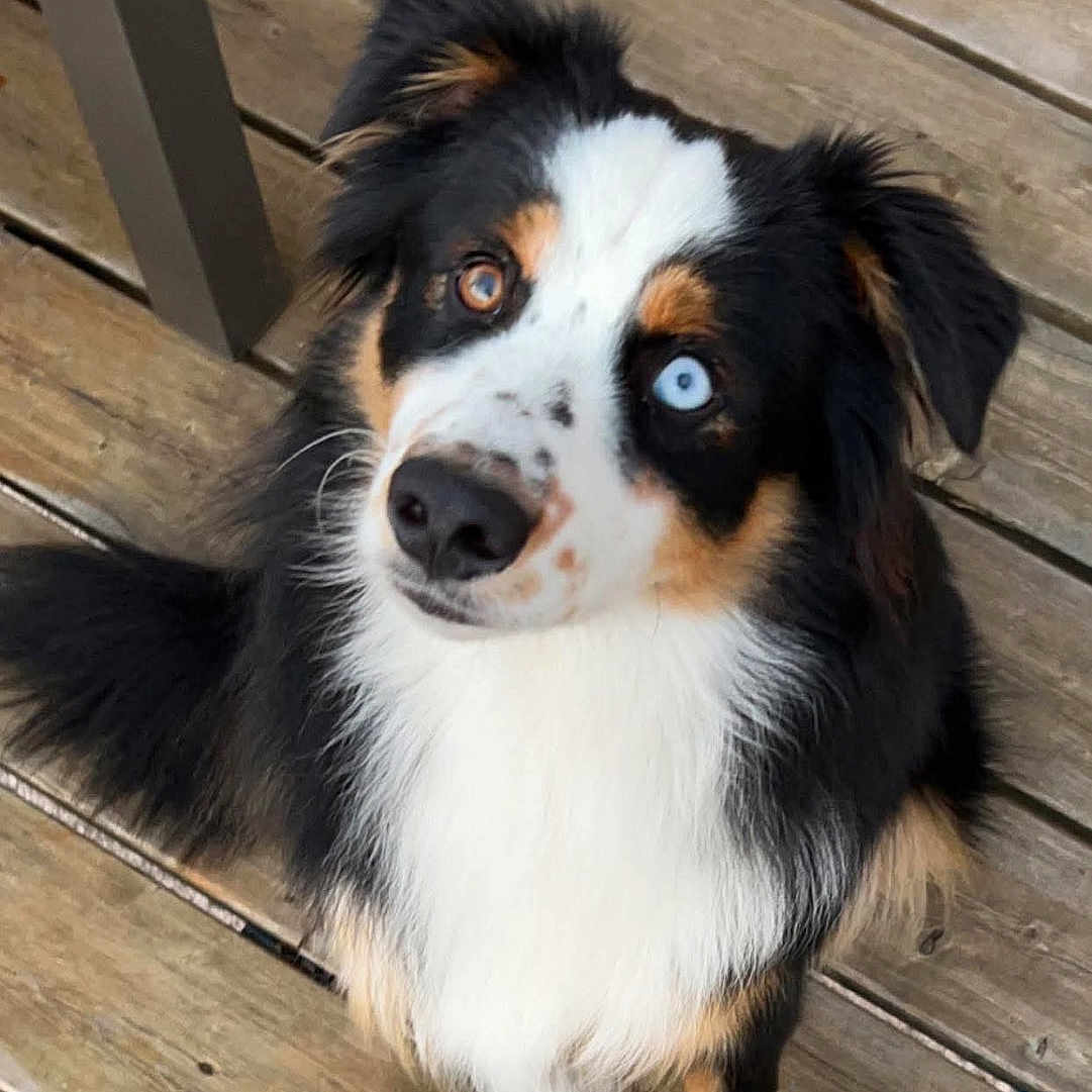 Tillo a rejoint le concours — aidez-le/la à gagner de superbes lots ! animal, black_fur, blue_eye, brown_eye, brown_fur, canine, companion, cute, dog, domestic, footwear, fur, heterochromia, looking_up, outdoor, paw, pet, sneaker, white_fur, wooden_deck