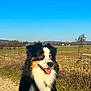 dog, outdoor, sky, grass, rural, happy, tricolor, blue_eye, brown_eye, sitting, tongue_out, sunlight, nature, field, pet, canine, fur, collar, path, daytime