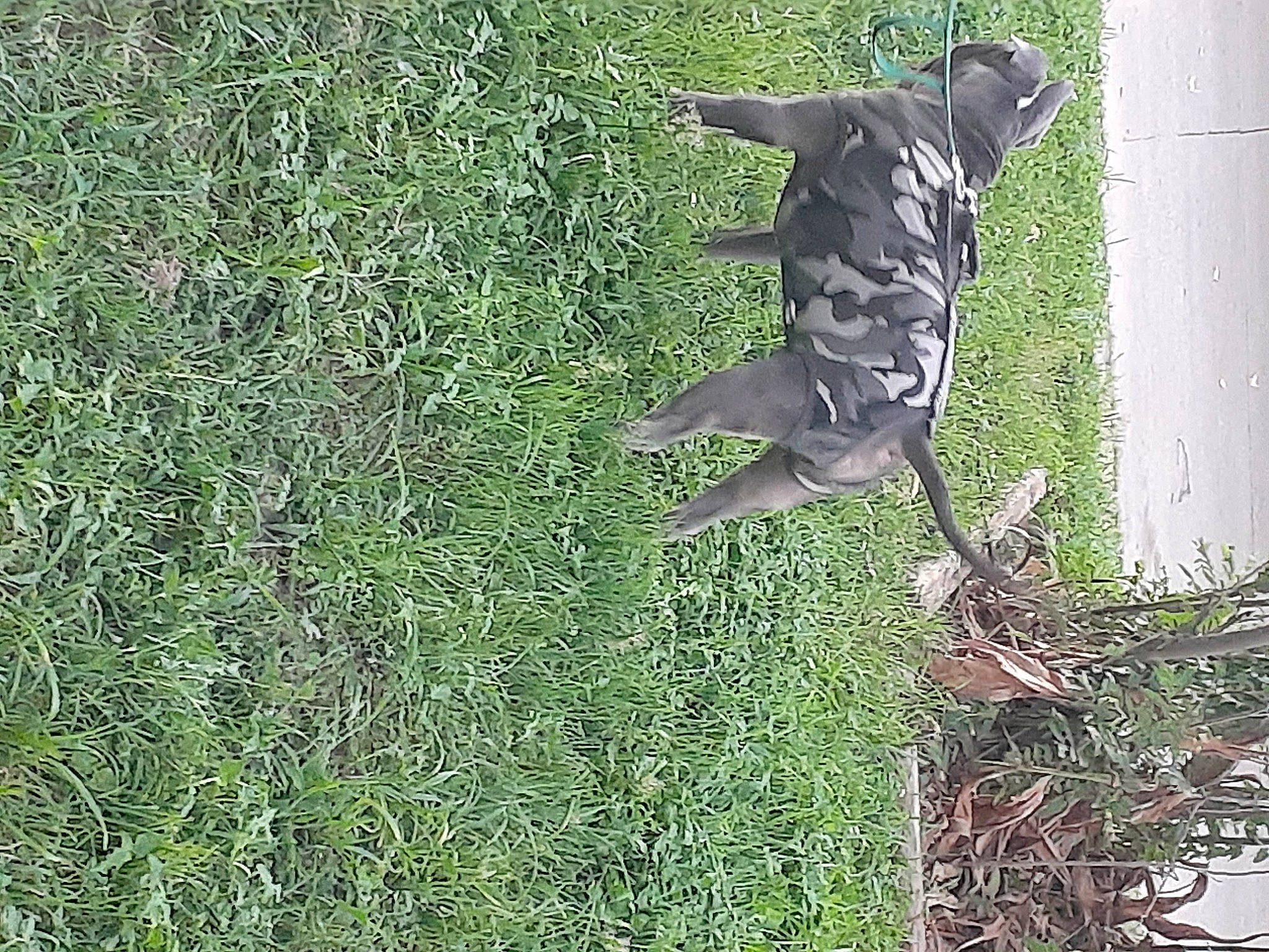 Chuy joined the competition — help win amazing prizes! art, canidae, dog_breed, fur, grass, grass_family, grassland, groundcover, hat, people_in_nature, plant, sculpture, shadow, shrub, sporting_group, tail, tree, trunk, twig, wildlife