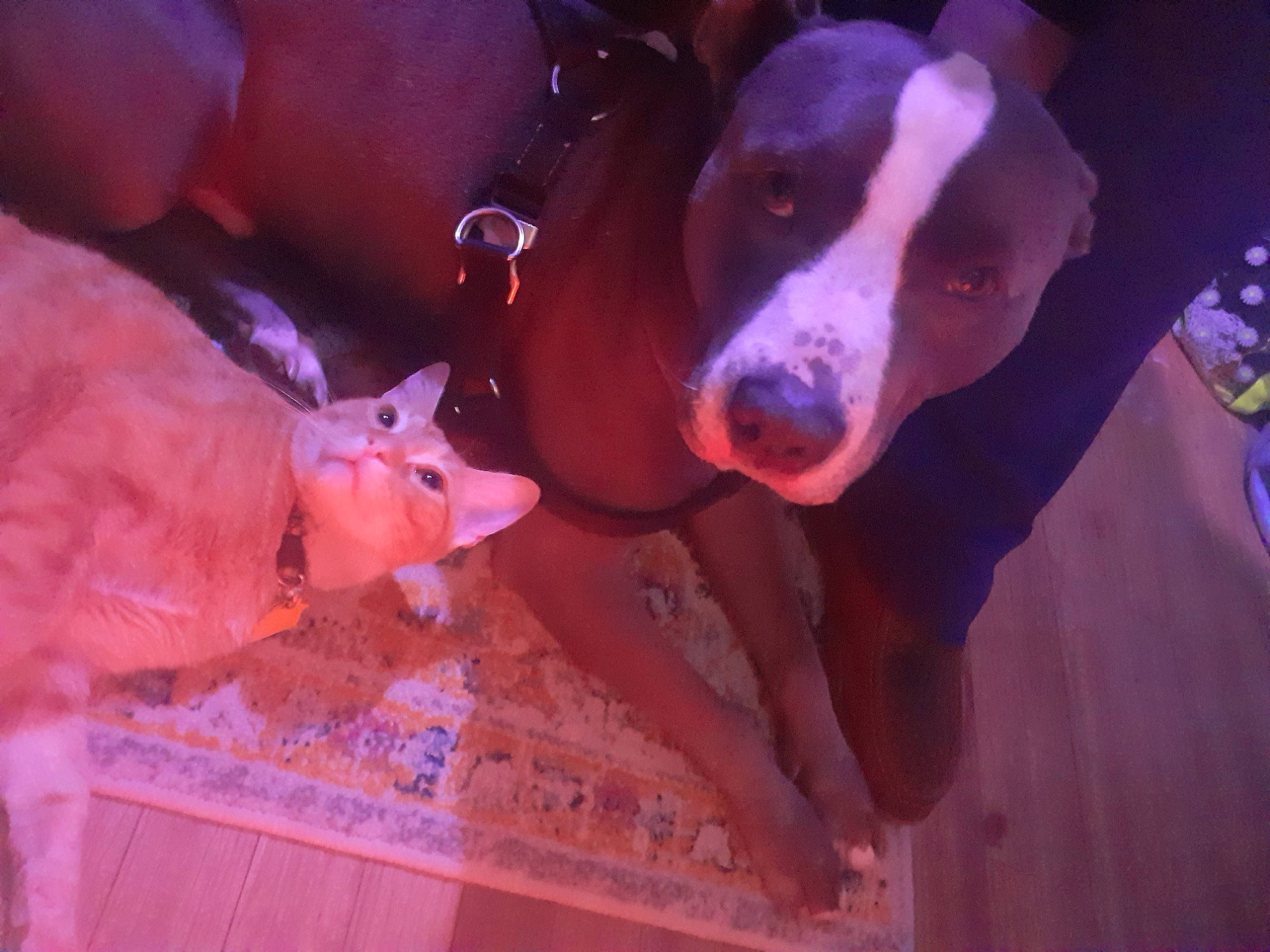 Chuy joined the competition — help win amazing prizes! dog, dog_breed, event, fawn, flesh, fun, fur, magenta, night, peach, pink, snout, working_animal