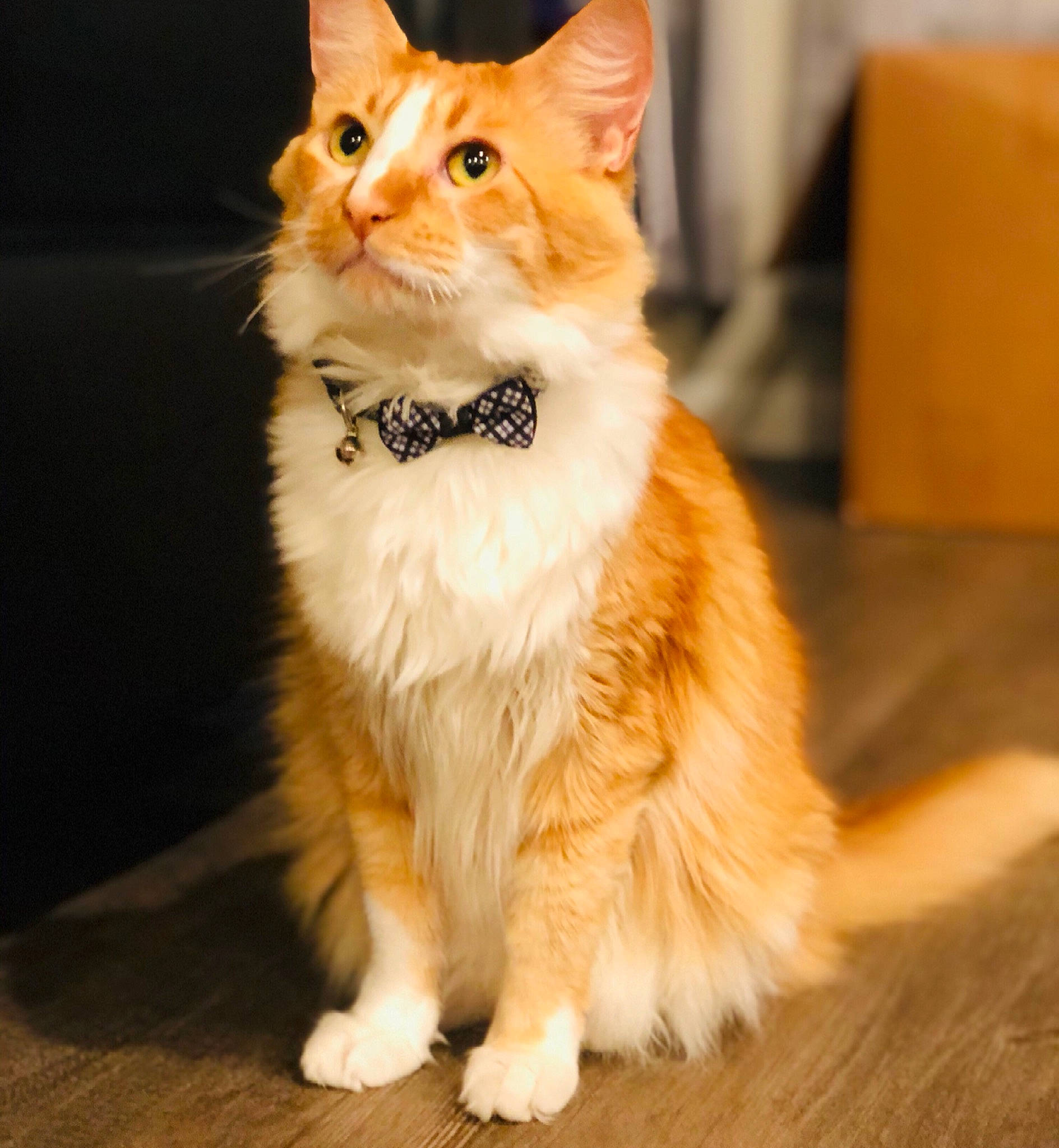 Simon joined the competition — help win amazing prizes! carnivore, cat, companion_dog, domestic_short_haired_cat, eye, fawn, felidae, flooring, fur, hardwood, paw, sitting, small_to_medium_sized_cats, snout, tail, terrestrial_animal, whiskers, wood