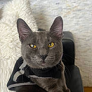 Grey is registered to the contest to win money with this photo: cat, feline, gray_fur, yellow_eyes, whiskers, ears, close_up, portrait, pet, indoor, sofa, blanket, harness, curious, cozy, fur_texture, looking_at_camera, muzzle, mustache_whiskers, home_interior