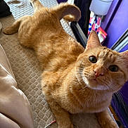 Scar joined the competition — help win amazing prizes! cat, ginger_cat, bed, controller, gaming_controller, indoor, pet, feline, curious, relaxed, purple_wall, soft_lighting, close_up, whiskers, ears, paws, quilted_bedspread, technology, home, cozy