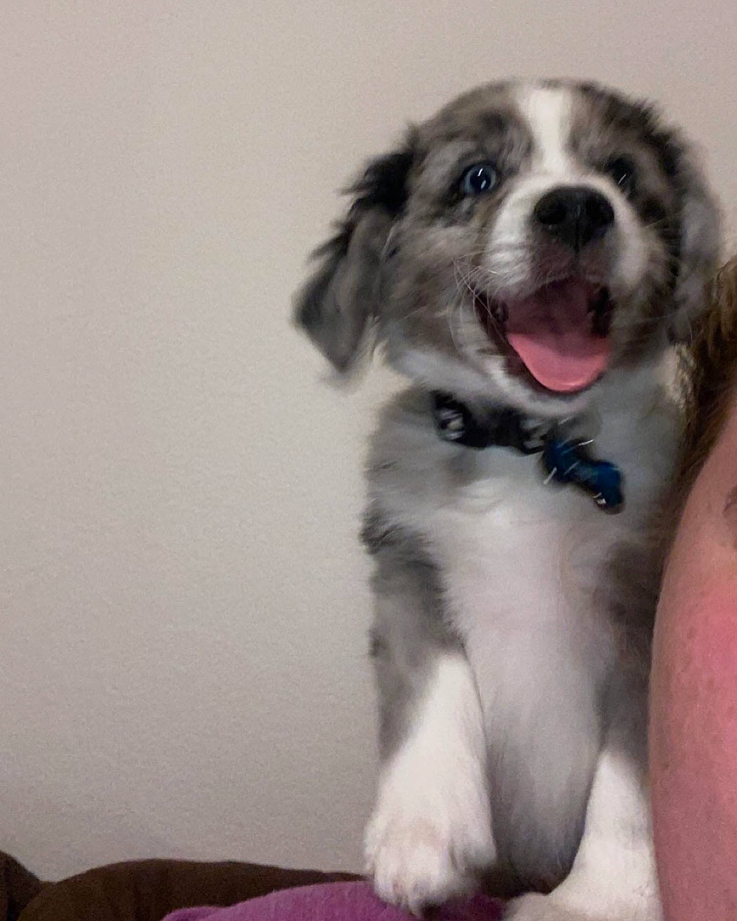 Tex is registered to the contest to win money with this photo: australian_collie, australian_shepherd, balance, border_collie, bored, canidae, carnivore, companion_dog, dog, dog_breed, fur, herding_dog, paw, puppy, sporting_group, terrestrial_animal, texas_heeler, whiskers, working_animal, working_dog