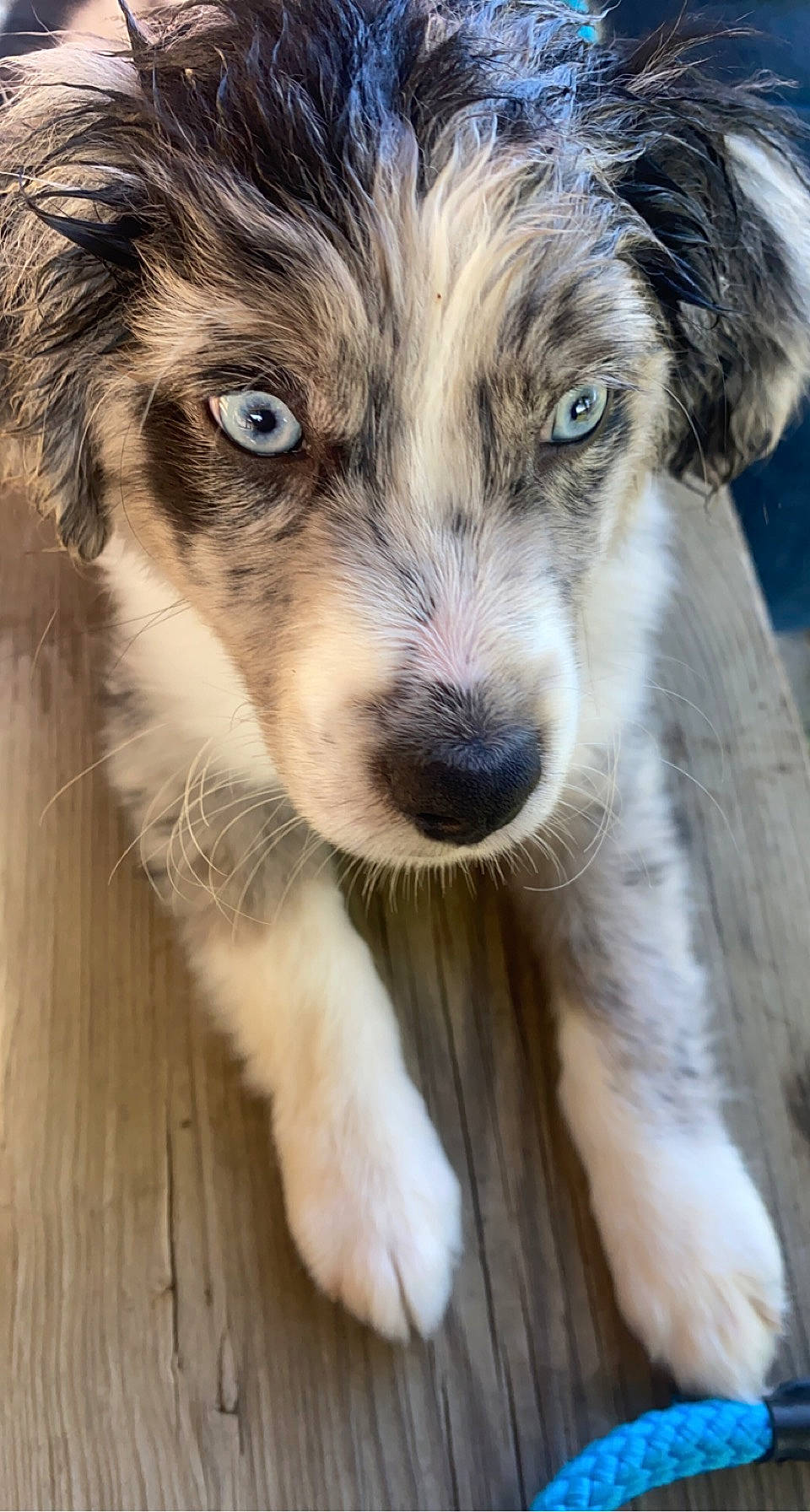 Tex is registered to the contest to win money with this photo: canidae, carnivore, companion_dog, dog, dog_breed, fur, hardwood, herding_dog, miniature_australian_shepherd, paw, plant, snout, sporting_group, terrestrial_animal, terrier, toy_dog, whiskers, wildlife, wood, working_dog