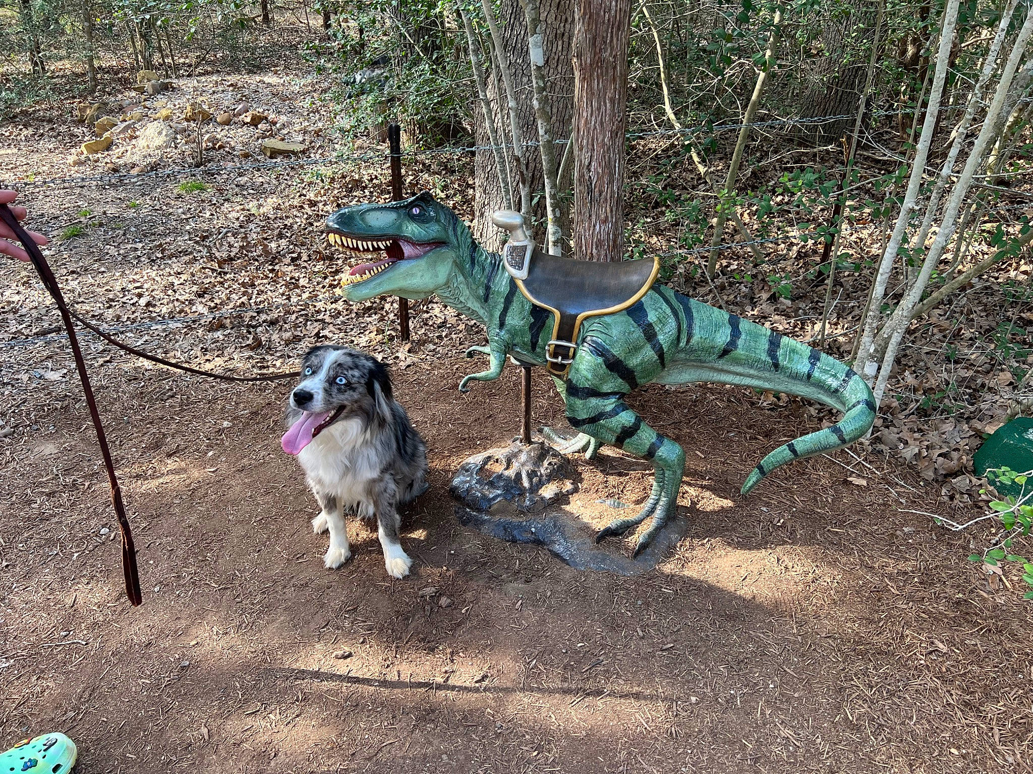 Tex joined the competition — help win amazing prizes! adventure, carnivore, collar, companion_dog, dog, dog_breed, fawn, forest, garden_hose, grass, leash, plant, recreation, soil, sporting_group, tail, terrestrial_animal, terrestrial_plant, tree, working_animal