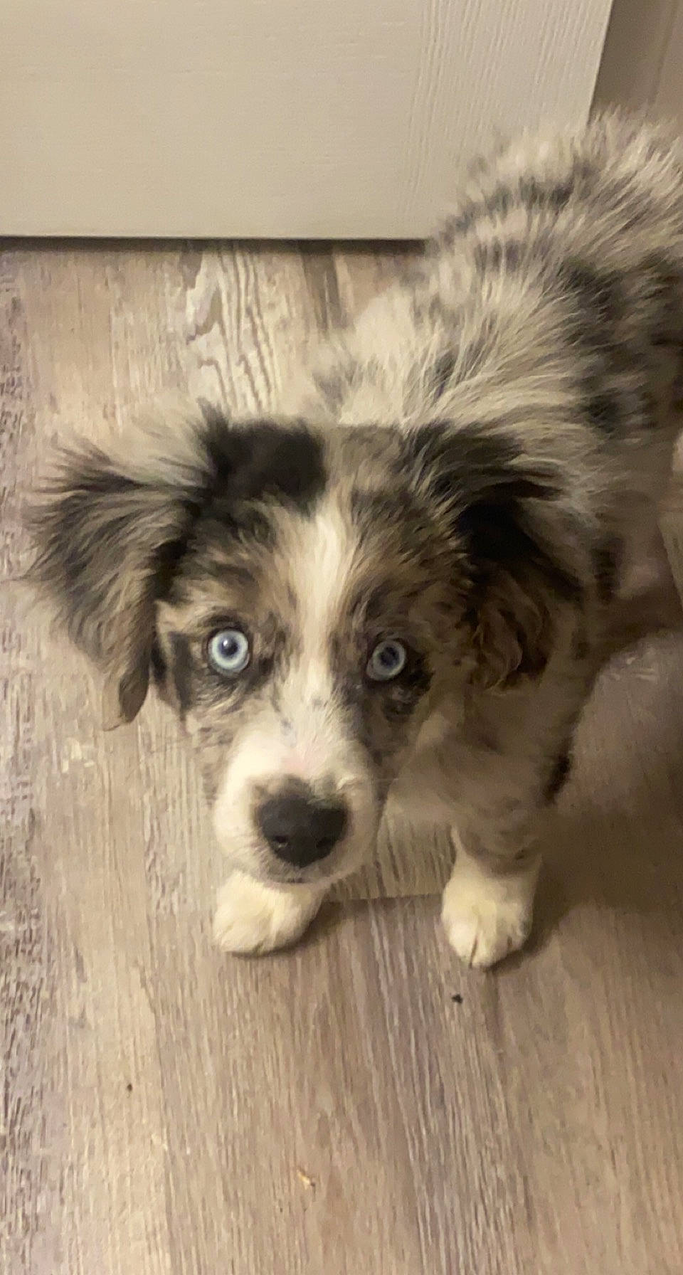 Tex is registered to the contest to win money with this photo: australian_shepherd, ball, carnivore, companion_dog, dog, dog_breed, fur, hardwood, herding_dog, miniature_australian_shepherd, paw, snout, sporting_group, terrestrial_animal, terrier, toy_dog, whiskers, wood, working_animal, working_dog