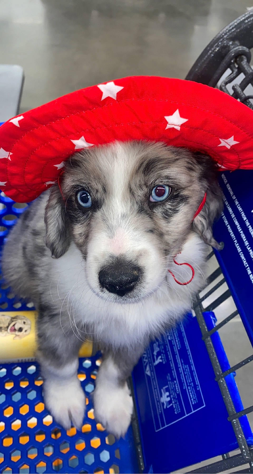 Tex is registered to the contest to win money with this photo: canidae, carnivore, companion_dog, dog, dog_breed, dog_clothes, dog_supply, event, fashion_accessory, fur, hat, holiday, pet_supply, puppy, puppy_love, snout, sporting_group, toy_dog, whiskers, working_animal