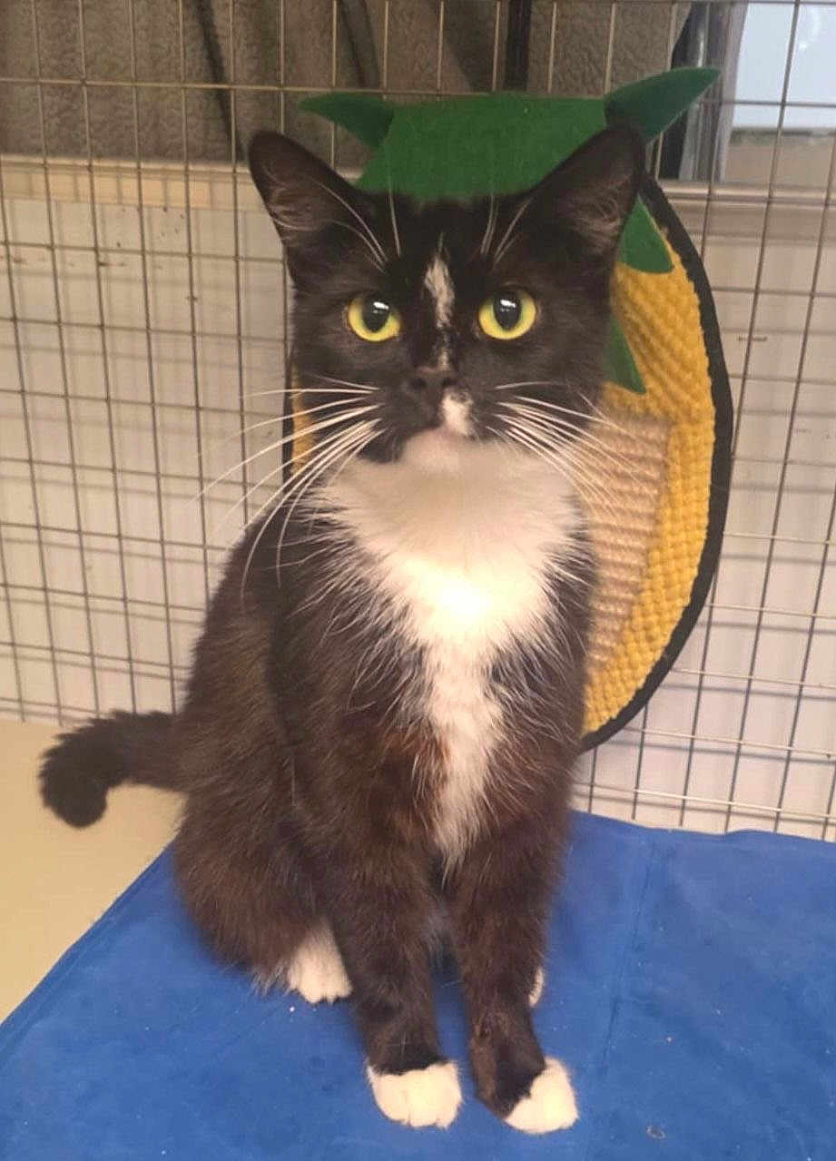Demi is registered to the contest to win money with this photo: cat, tuxedo_cat, animal, pet, indoor, cage, scratching_pad, pineapple, blue_mat, feline, whiskers, black_and_white, sitting, fur, cute, looking_at_camera, yellow_eyes, tail, ears, nose