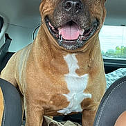 Bandi participe au concours pour gagner de l'argent avec cette photo : animal_portrait, brown_dog, canine, car_seat, close_up, daylight, dog, domestic_animal, friendly, front_seats, happy, inside_car, mammal, pet, seatbelt, short_fur, smiling, tongue_out, vehicle_interior, white_chest_marking