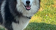 Taïko participe au concours pour gagner de l'argent avec cette photo : dog, siberian_husky, blue_eyes, black_and_white, fluffy, outdoor, grass, concrete, pet, animal, canine, happy, tongue_out, summer, sunlight, nature, portrait, standing, friendly, daytime