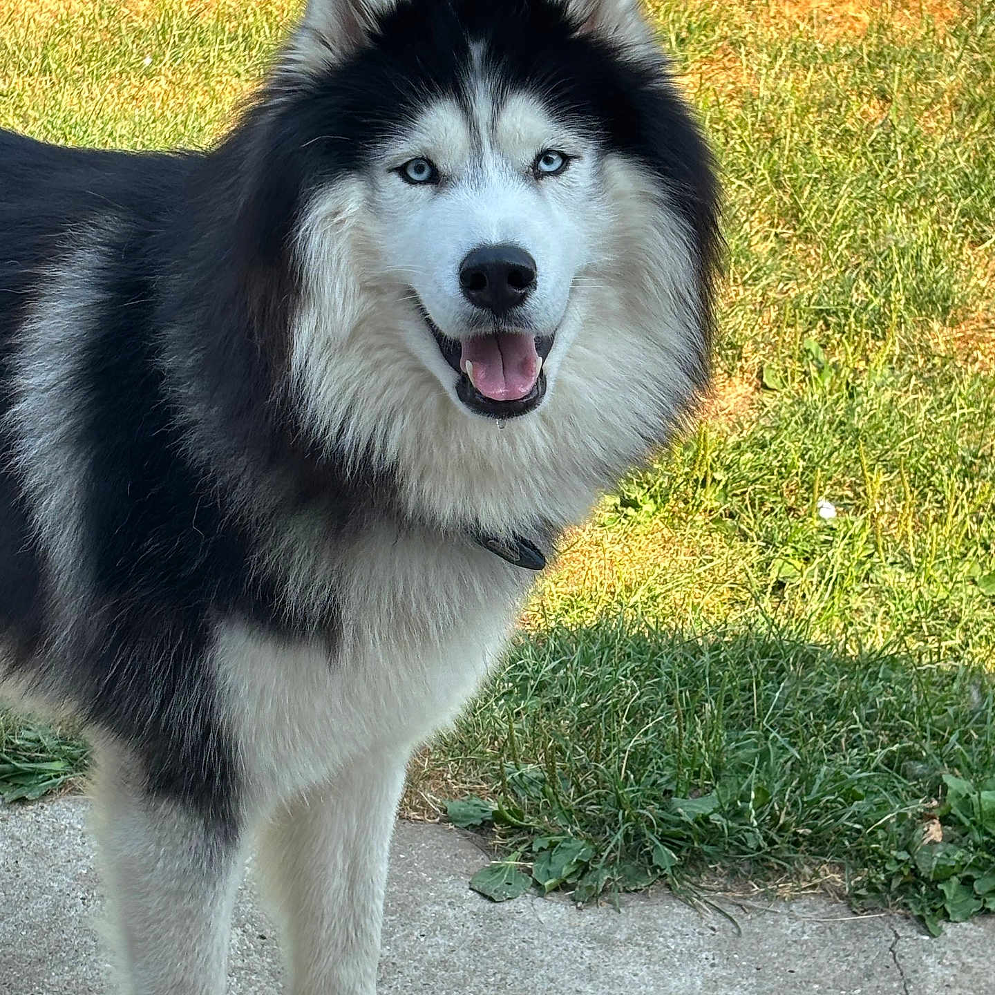 Taïko