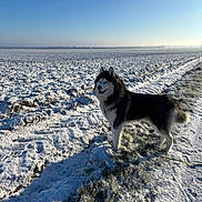 Taïko a rejoint le concours — aidez-le/la à gagner de superbes lots ! husky, dog, snow, field, winter, blue_sky, outdoor, animal, pet, fur, muzzle, ears, tail, landscape, nature, daylight, cold, happy, walking_path, rural