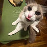 candle, cat, chair, cozy, dangling, fluffy, funny, gray_fur, green_chair, indoor, kitten, large_eyes, pet, pink_nose, sitting, tongue_out, whiskers, white_fur, wide_eyed, wooden_floor