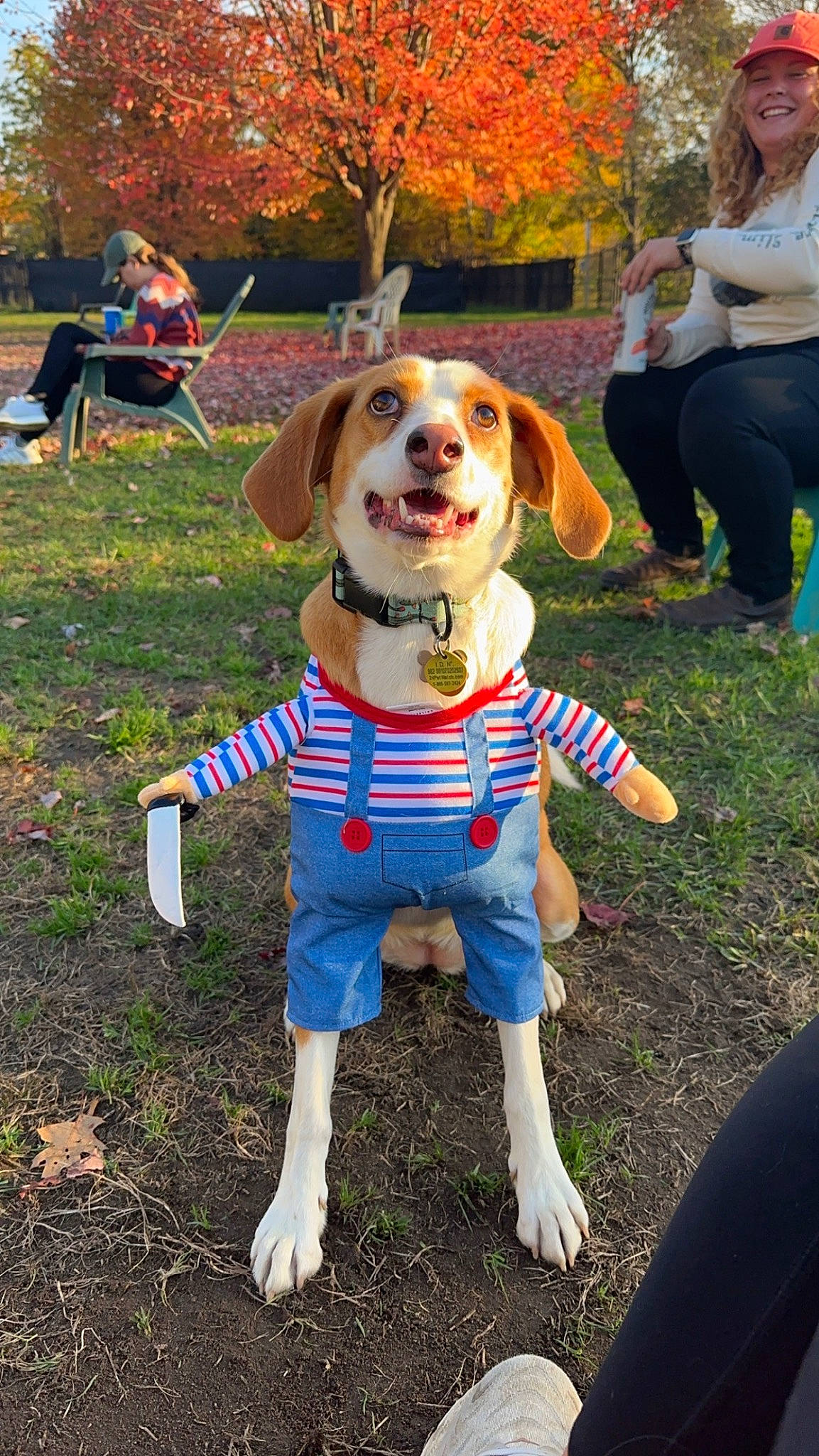 Maple joined the competition — help win amazing prizes! ball, canidae, carnivore, companion_dog, dog, dog_breed, dog_clothes, dog_supply, event, fawn, fun, grass, happy, leisure, plant, recreation, snout, sporting_group, sunglasses, tree