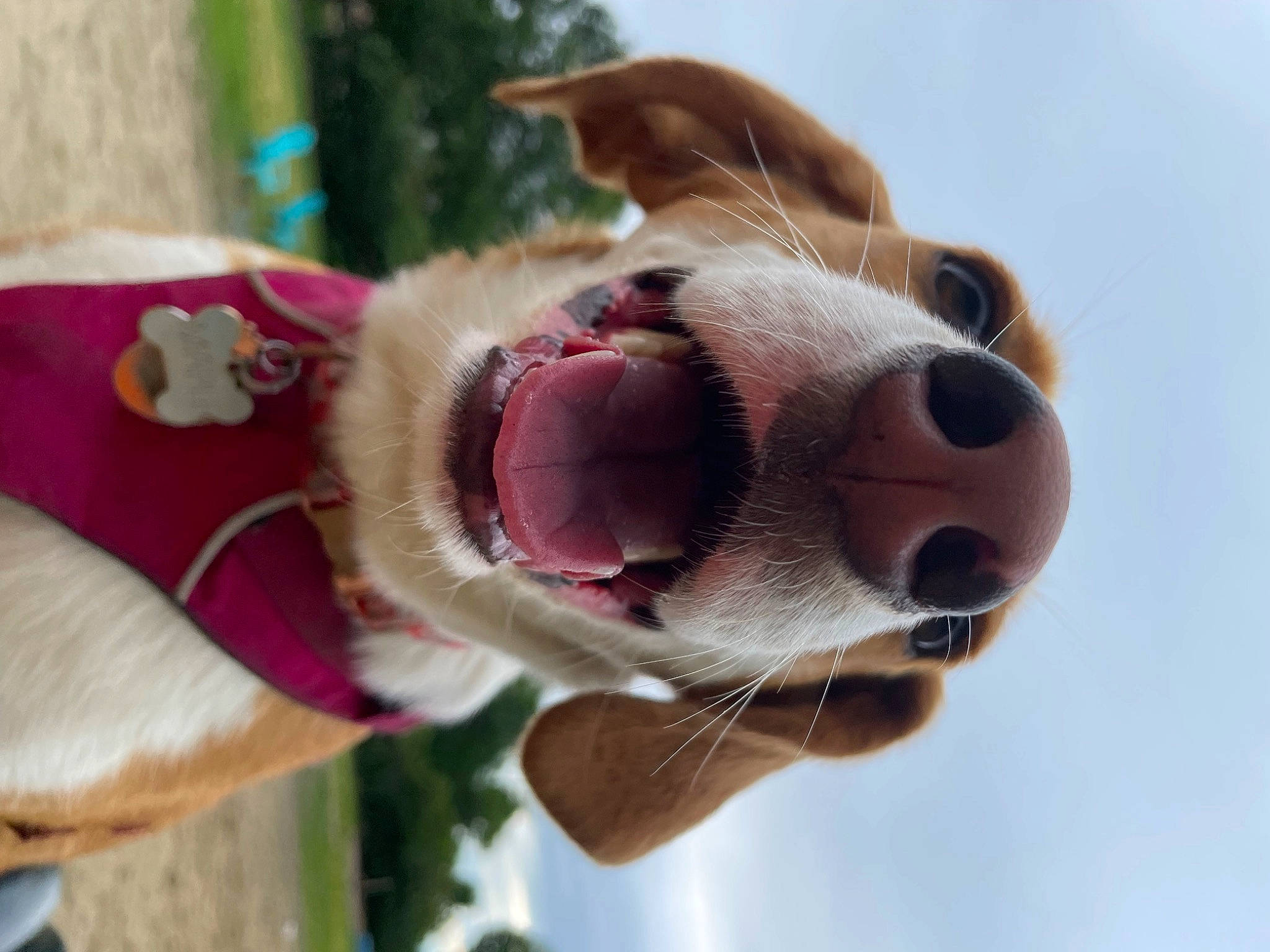 Maple is registered to the contest to win money with this photo: ball, basset_hound, carnivore, collar, companion_dog, dog, dog_breed, dog_collar, dog_supply, ear, fawn, happy, leash, plant, sky, snout, sporting_group, stuffed_toy, whiskers, working_animal