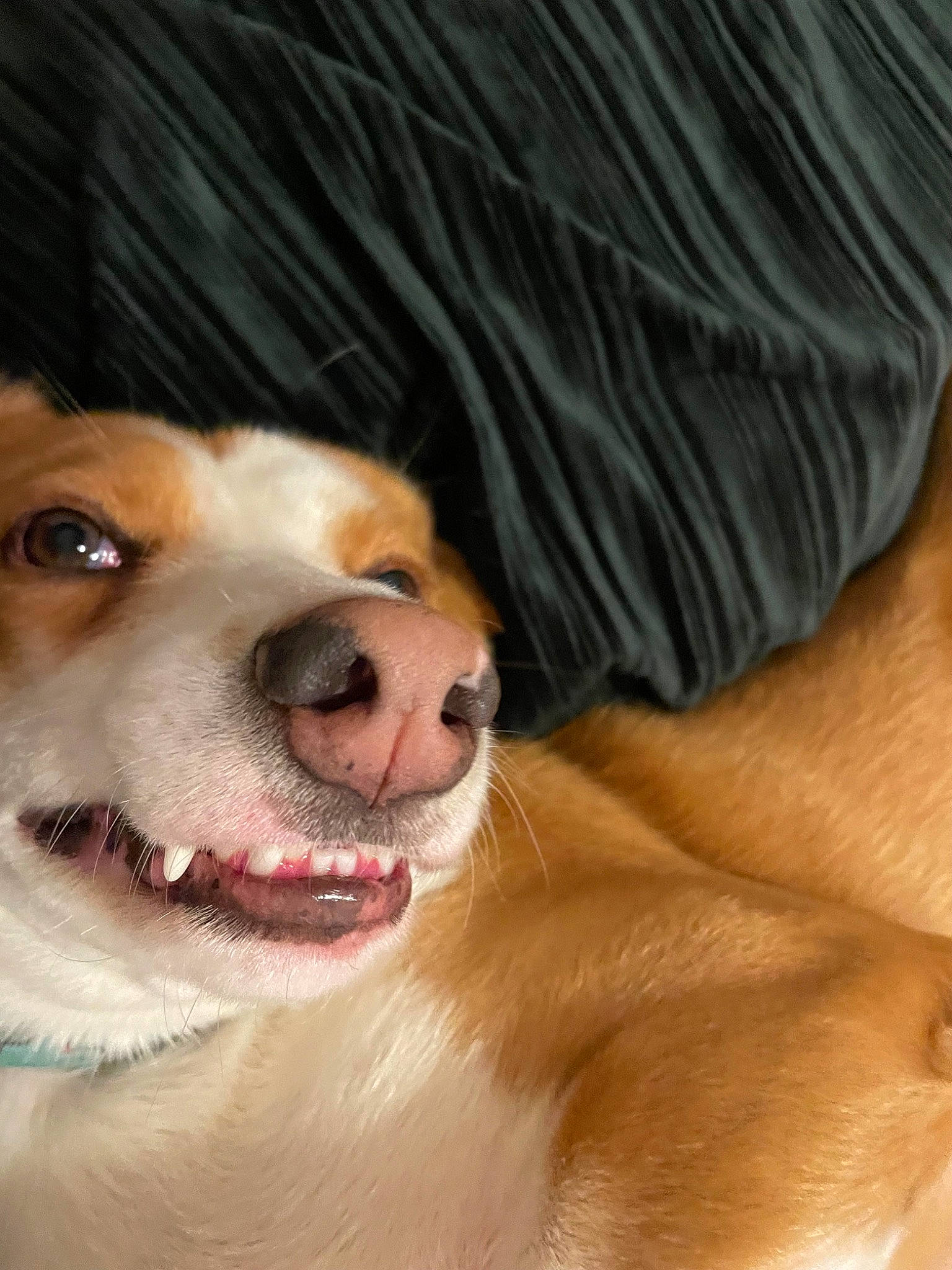 Maple is registered to the contest to win money with this photo: canidae, carnivore, companion_dog, dog, dog_breed, fang, fawn, fur, paw, smile, snout, sporting_group, tongue, whiskers, working_dog