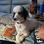 Bandit is registered to the contest to win money with this photo: dog, indoor, blanket, sofa, table, collar, pet, curly_fur, black_and_white, relaxing, domestic, furniture, home, animal, resting, cozy, household_items, calm, side_view, tag