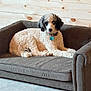 Bandit is registered to the contest to win money with this photo: dog, poodle, curly_fur, black_and_white, pet, couch, indoor, wooden_wall, relaxed, furniture, collar, tag, floor, small_sofa, animal, companion, domestic, cute, resting, cozy