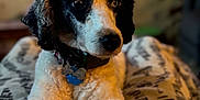 Bandit is registered to the contest to win money with this photo: dog, curly_hair, black_and_white, pet, collar, indoor, blanket, lying_down, close_up, cute, animal, furry, domestic_animal, relaxed, cozy, portrait, paw, fur, companion, household