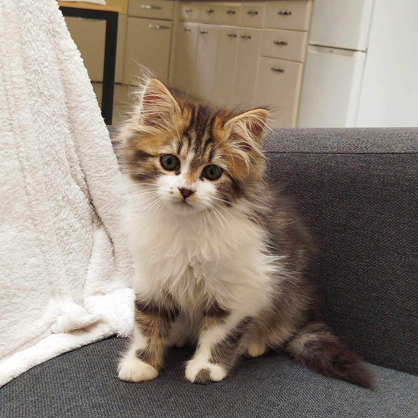 Perle a rejoint le concours — aidez-le/la à gagner de superbes lots ! abyssinian, animal, architecture, building, cabinet, cat, chair, closet, couch, cupboard, furniture, hardwood, homedecor, indoors, kitten, linen, manx, pet, shelf, wood