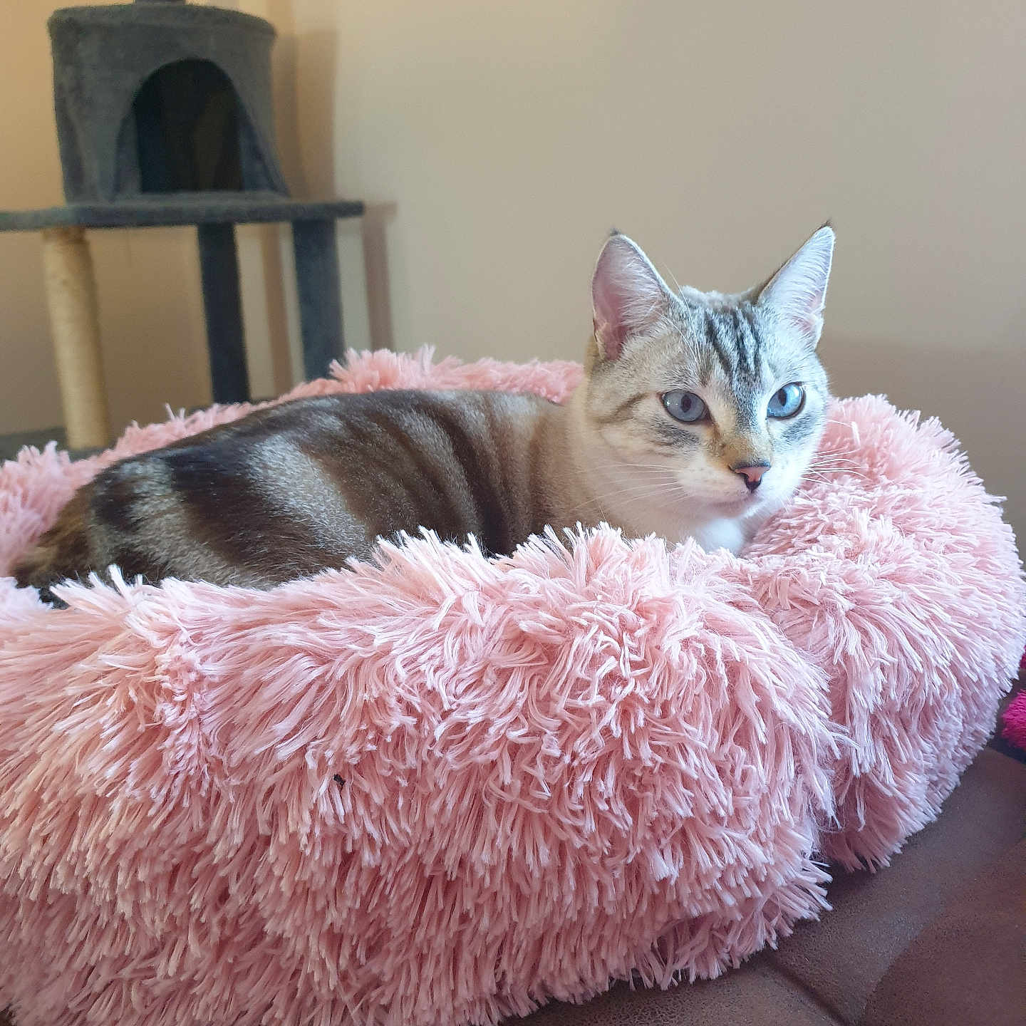 Shogun participe au concours pour gagner de l'argent avec cette photo : abyssinian, animal, canine, cat, clothing, couch, cushion, den, dog, dogbed, fur, furniture, homedecor, indoors, kitten, manx, pet, siamese