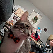 Mouse joined the competition — help win amazing prizes! animal, blur, bow_tie, casual, cat, companion, couch, cozy, dog, furniture, home_decor, indoor, lamp, living_room, person, pet, plant, relaxing, wall_art, window_blinds