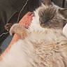 Filou a rejoint le concours — aidez-le/la à gagner de superbes lots ! cat, fluffy, sleeping, cuddle, arm, indoor, cozy, furry, pet, relax, comfort, closeup, whiskers, soft, resting, animal, companionship, home, fur, cute