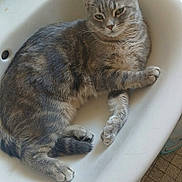 Turbulette participe au concours pour gagner de l'argent avec cette photo : cat, tabby, gray_cat, pet, animal, feline, bathtub, bathroom, relaxed, lying_down, sitting, fur, whiskers, ears, paws, tail, indoor, household, portrait, photography